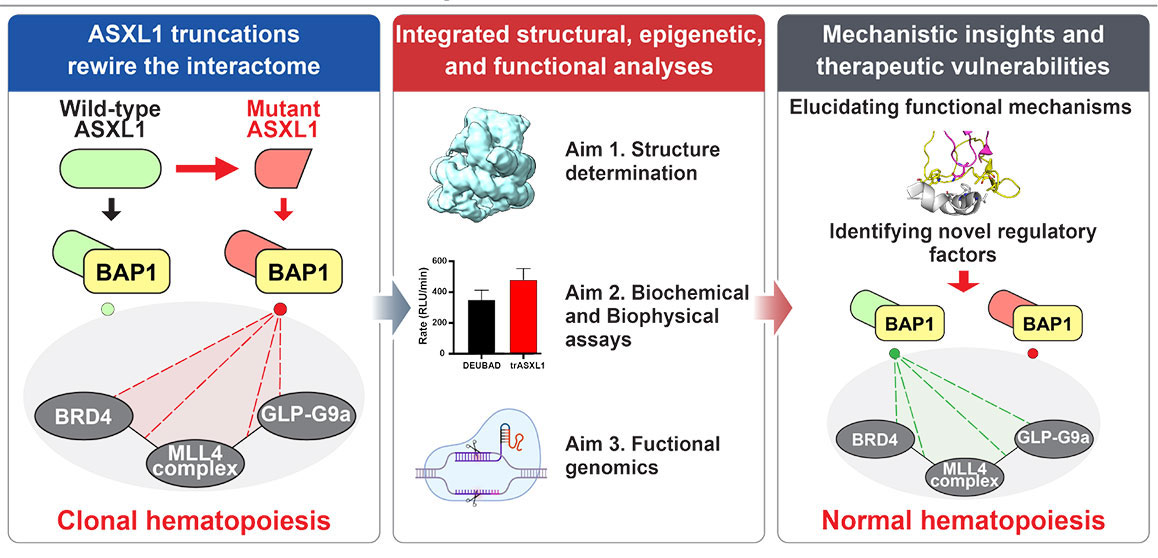 Oncogenic Rewiring of PR-DUB Interactions and Chromatin Function by ASXL1 Mutations