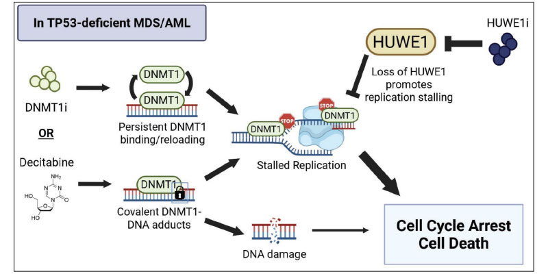 In Tp-53 Deficient MDS/AML — Cell cycle arrest and cell death
