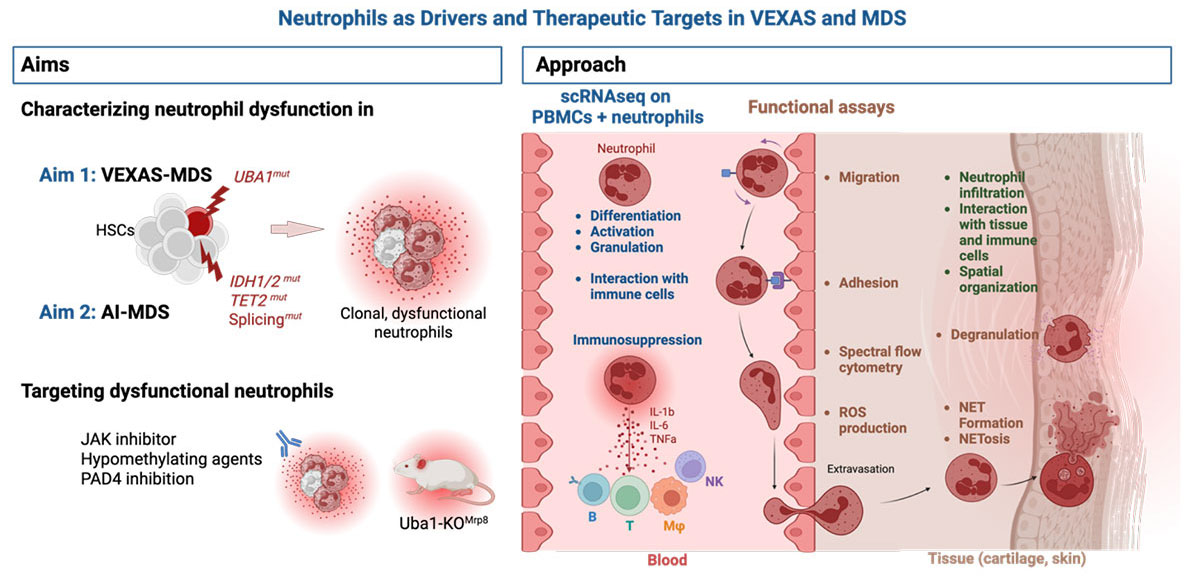 Neutrophils as Drivers and Therapeutic Targets in VEXAS and MDS