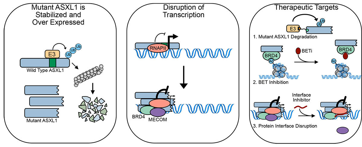 Transcriptional Regulation by Mutant ASXL1 in Myelodysplastic Syndrome