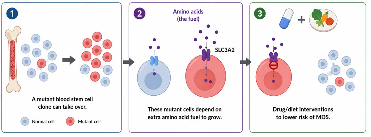 Metabolic Mechanisms of Clonal Fitness in DNMT3A-Mutant Hematopoiesis