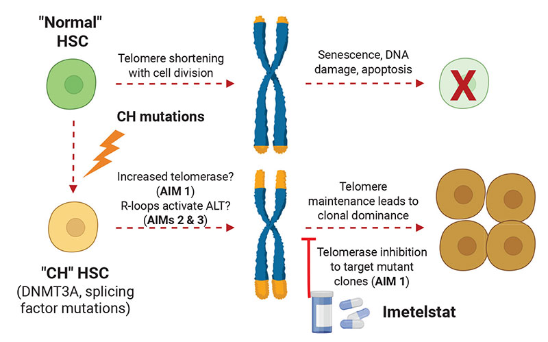 Mechanisms of Telomerase Inhibition Sensitivity in MDS