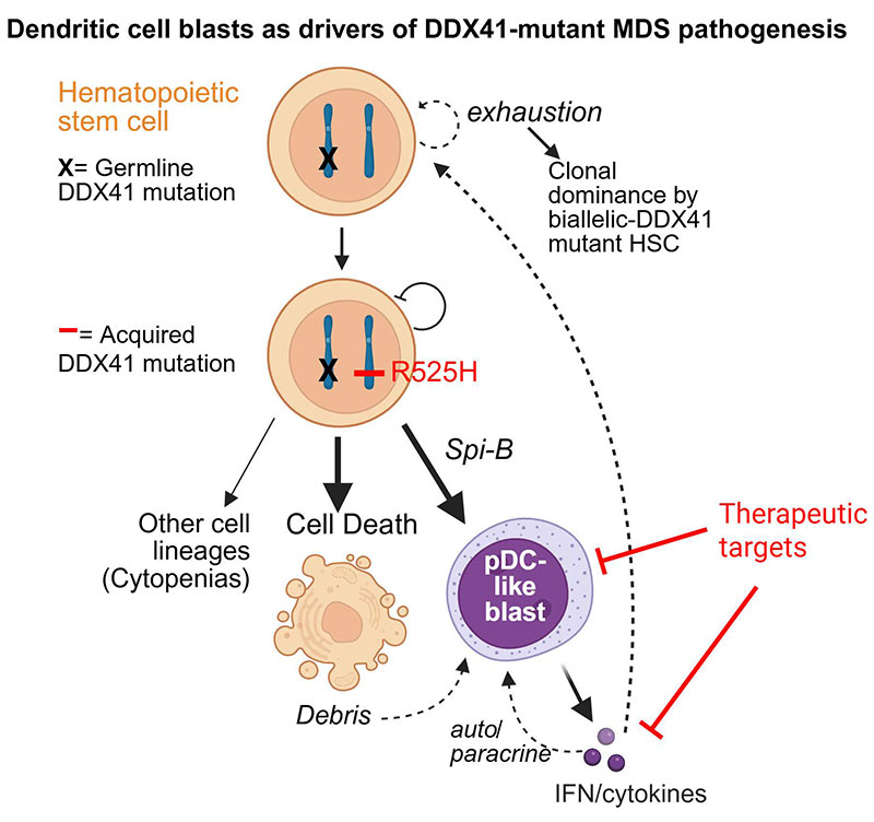 Dendritic cells as emerging drivers of DDX41-mutant MDS