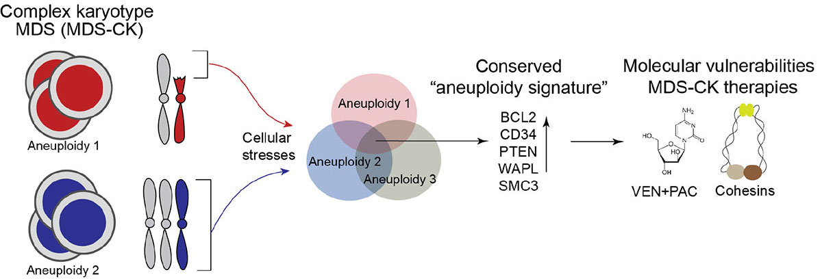 Targeting aneuploidy in TP53-mutated MDS with complex karyotype
