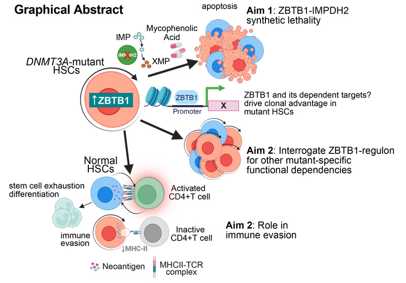 Graphical abstract of project summary