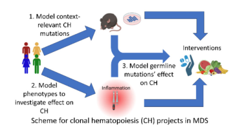 Scheme for clonal hematopoiesis (CH) project in MDS