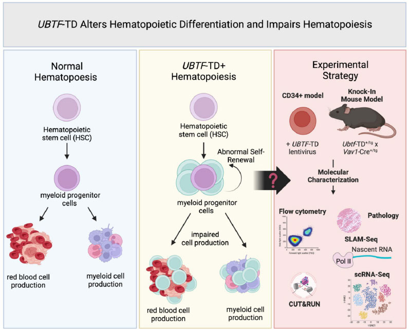UBTF-TD alters Heamatopoietic differentiation and impairs Heamatopoiesis