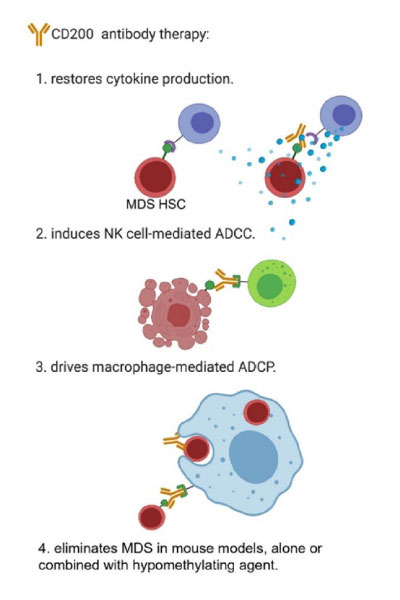 Scientific illustration CD200 antibody therapy