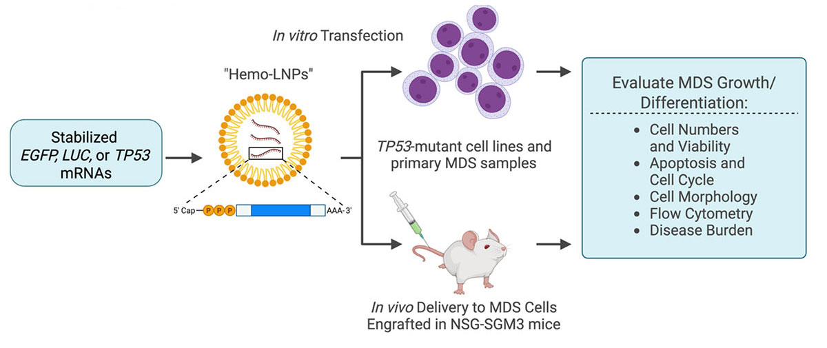 mRNA-mediated restoration of TP53 function in TP53 mutant MDS cells