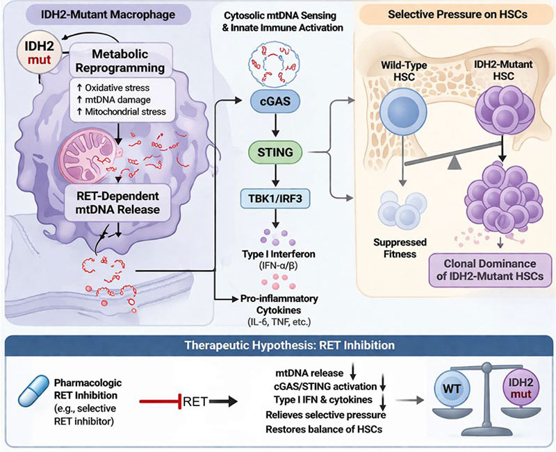 Metabolically Rewired Macrophages Promote IDH2 Mutant Clonal Hematopoiesis