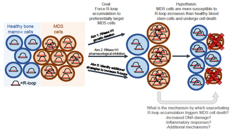 Hypothesis: MDS cells are more scsceptible to R-loop increases than health blood stem cells and undergo cell death