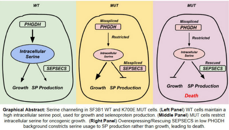 Graphical abstract of text in this post