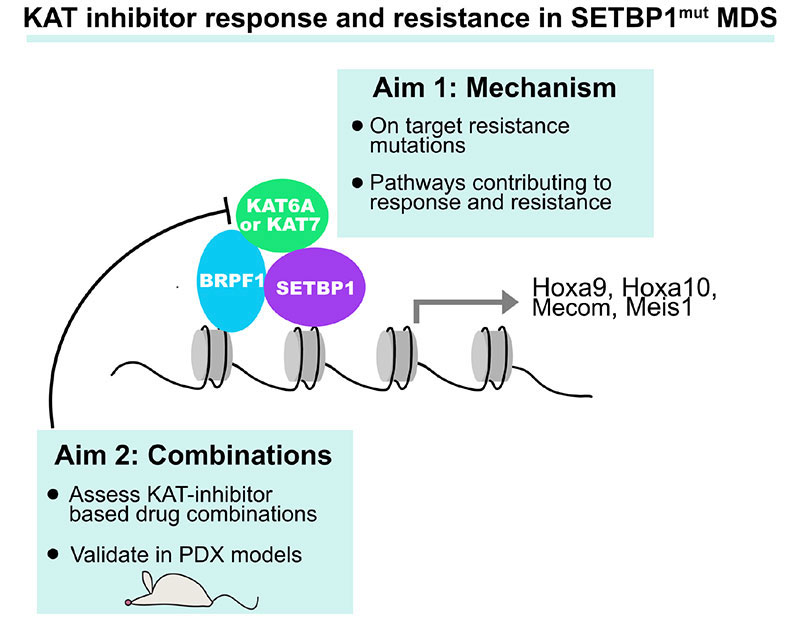 Understanding KAT inhibitor response and resistance in SETBP1-mutant myelodysplastic disorders