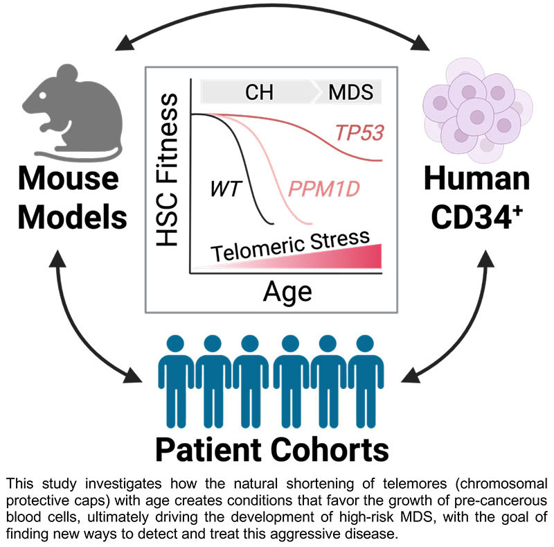 Telomere Dysfunction as a Driver of DDR-Mutant Clonal Evolution in MDS