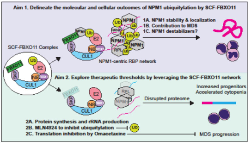 Delineate the molecular and cellular outcomes of NPM1 ubuquitytation by SCF-FBX011