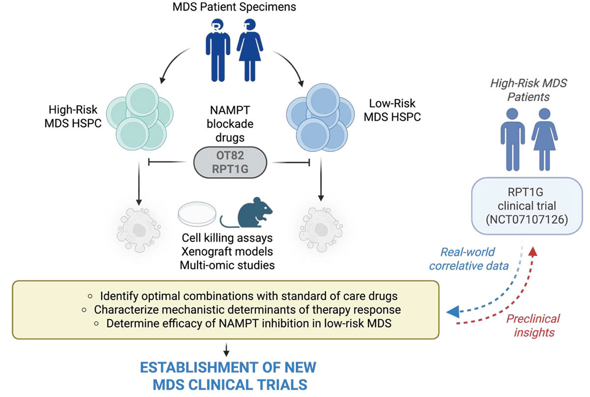 Targeting the nicotinamide pathway in myelodysplastic syndrome