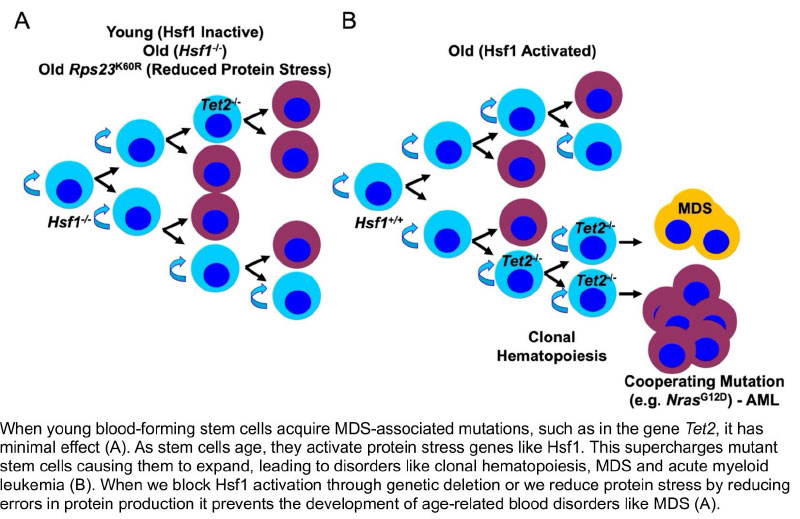 When we block Hsf1 activation through genetic deletion or we reduce protein stress by reducing errors in protein production, it prevents the development of age-related blood disorders such as MDS