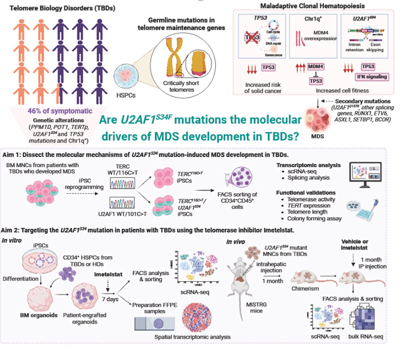 Are U2AF1 s34f mutations the molecular drivers of N+MDS development in TBDs?