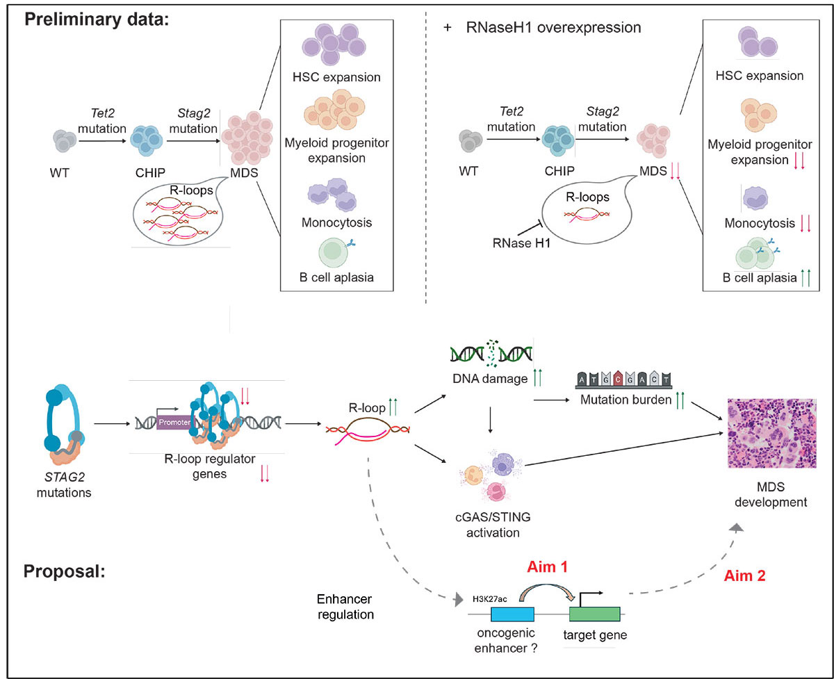 Investigating the role of R-loops as oncogenic enhancers in MDS