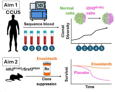Aim 1: To regularly check mutations in CCUS and MDS patient blood samples using whole genome sequencing and see if changes in mutations are linked to the disease getting worse. 
Aim 2: To study how a patient's mutated blood cells change after starting a treatment for the mutation. 