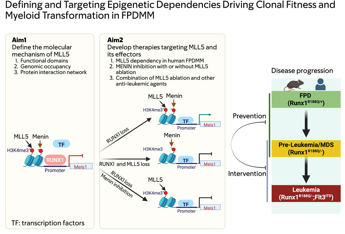 Defining and Targeting Epigenetic Dependencies Driving Clonal Fitness and Myeloid Transformation in FPDMM