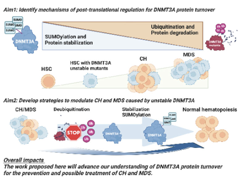 Aim 1: Identify mechanisms of post-translational regulation for DNMT3A protein turnover