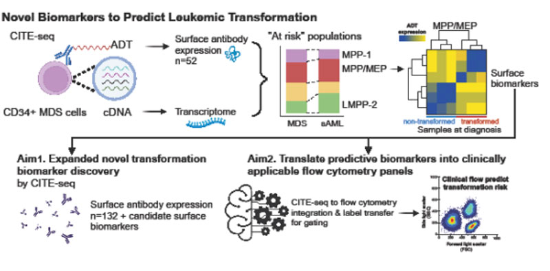 Novel biomarkers to predict leukemic transformation