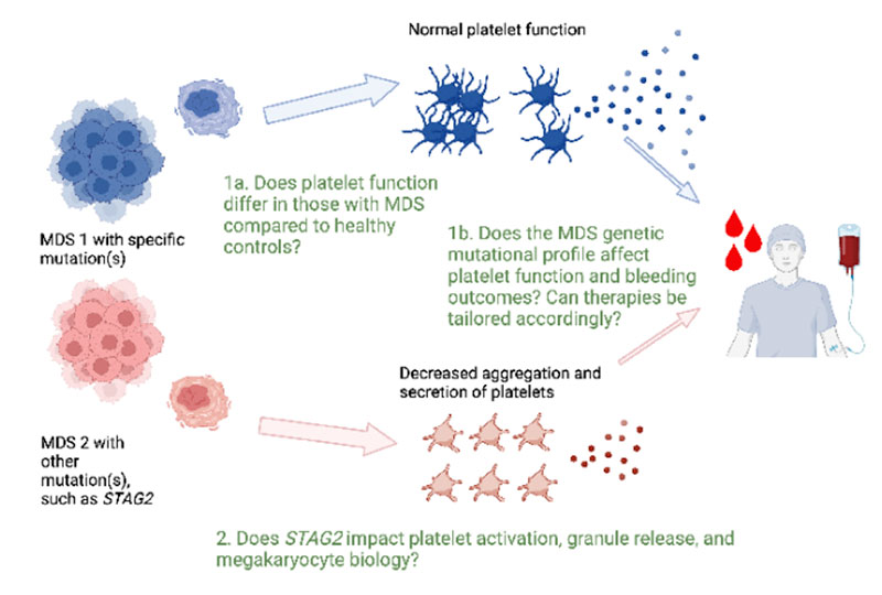 Platelet function